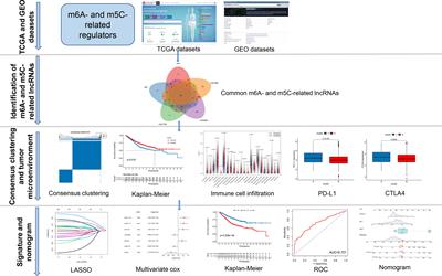 Cross-Talk Between m6A- and m5C-Related lncRNAs to Construct a Novel Signature and Predict the Immune Landscape of Colorectal Cancer Patients